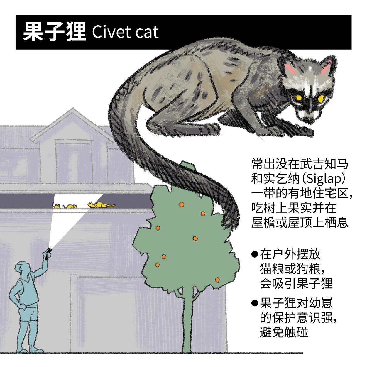 20231222singaporeurban-wildlifeRGB04-civet.jpg?993