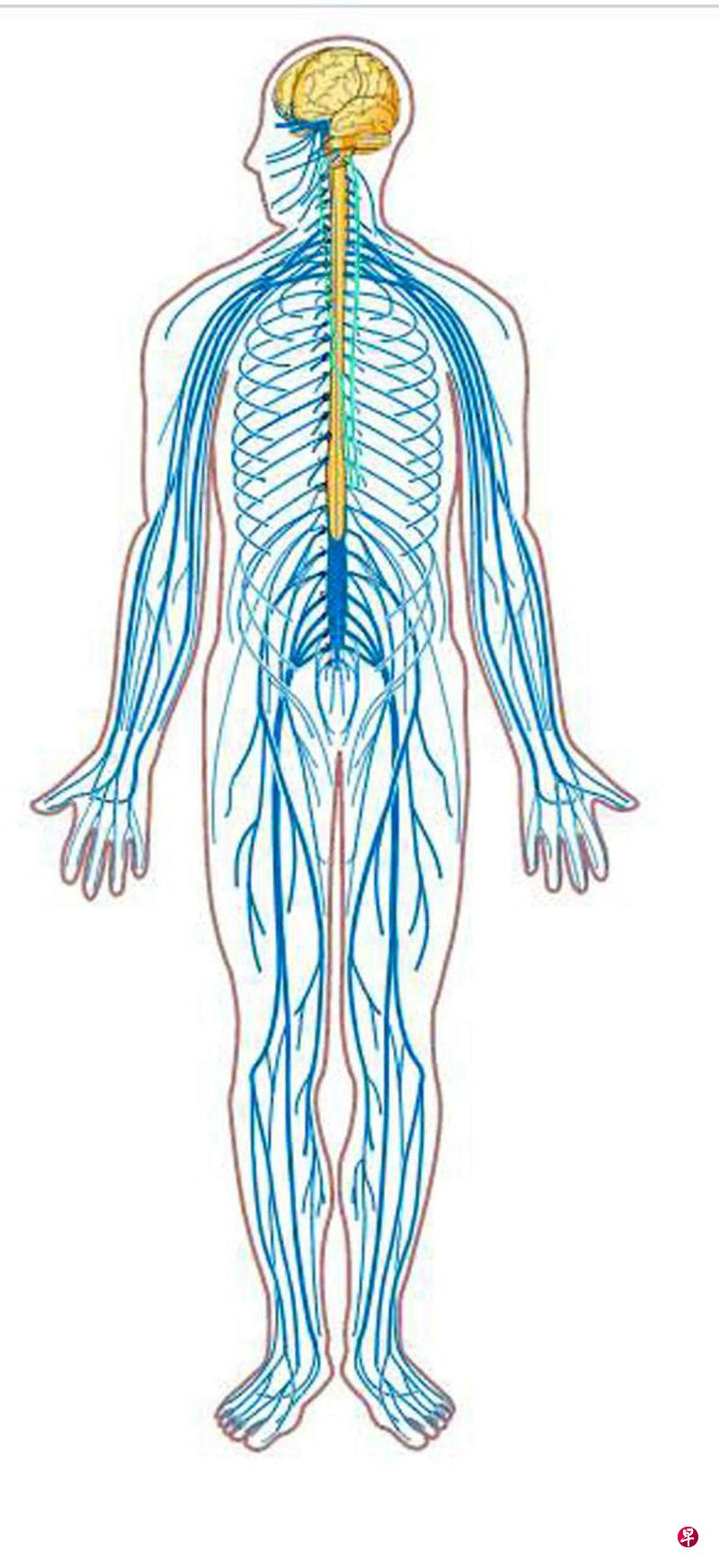 Nervous20system.jpg?2858284