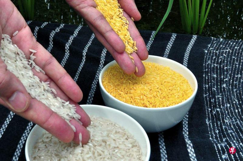 GoldenRice.jpg?2856743